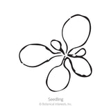 Garden Party Blend Petunia Seeds