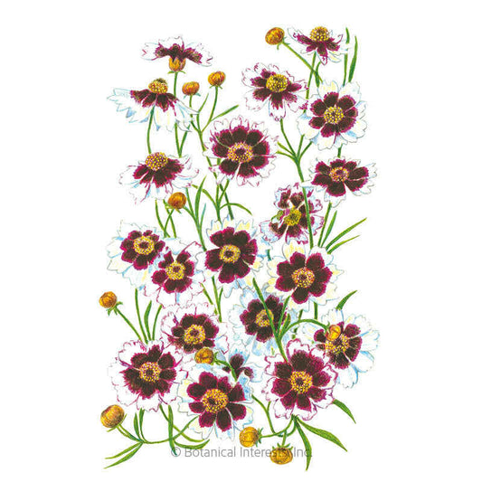 Incredible! Swirl Coreopsis Seeds