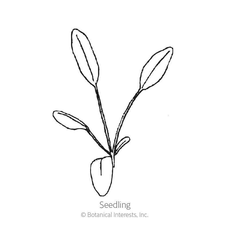 Incredible! Swirl Coreopsis Seeds Product Image