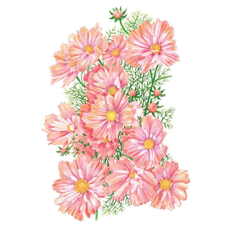 Apricotta Cosmos Seeds