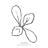 Cactus Flowered Blend Dahlia Seeds