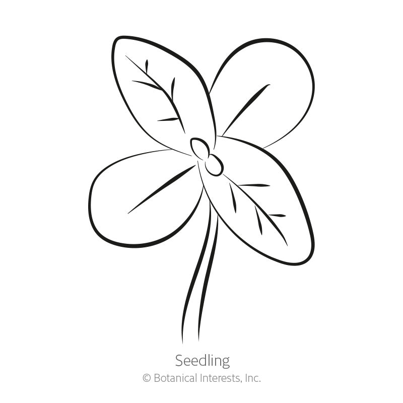 Senora Zinnia Seeds Product Image