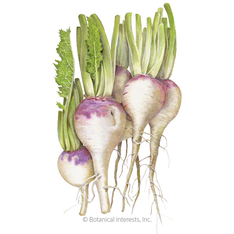 Purple Top White Globe Turnip Seeds