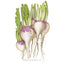 Purple Top White Globe Turnip Seeds