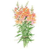 Orange Wonder Snapdragon Seeds