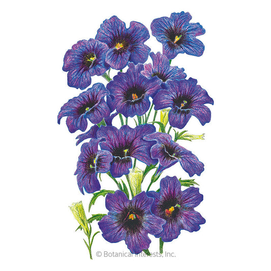 Kew Blue Salpiglossis Seeds Product Image