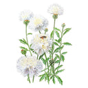 The Bride Bachelor's Button Seeds