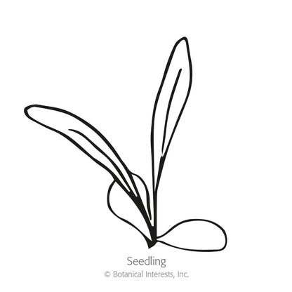 The Bride Bachelor's Button Seeds Product Image