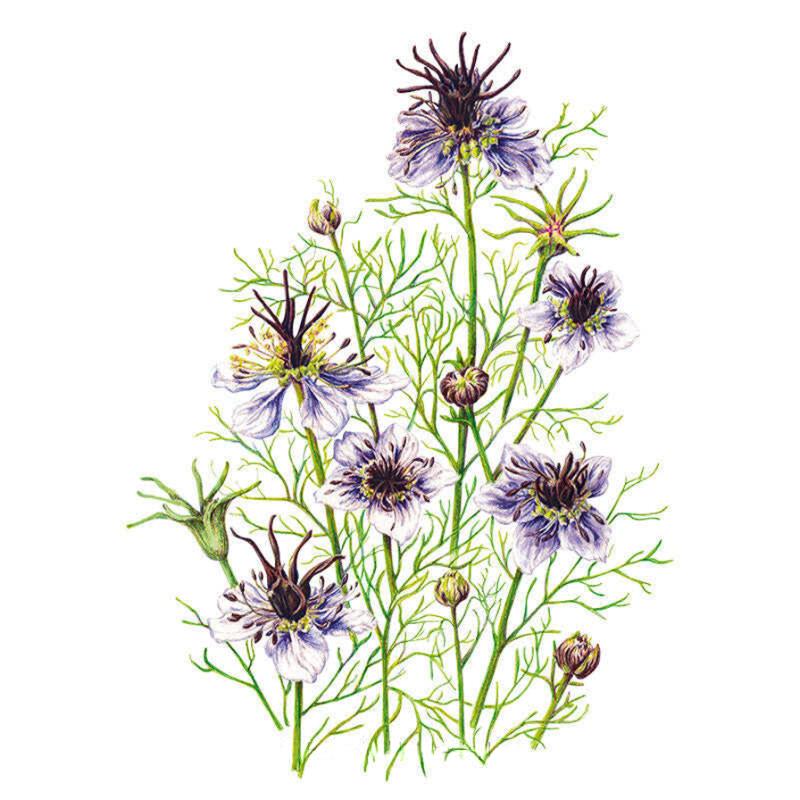 Love-In-A-Mist Delft Blue