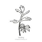 Love-In-A-Mist Delft Blue