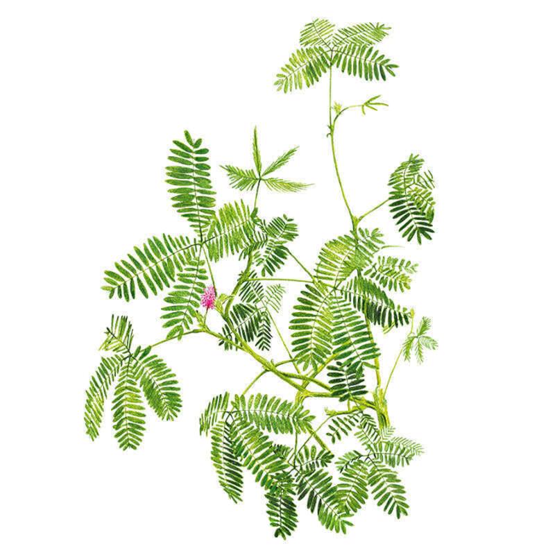 Sensitive Plant