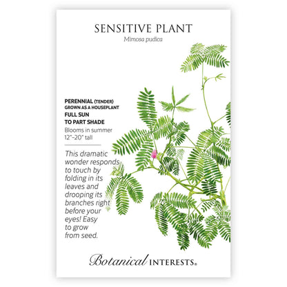 Sensitive Plant