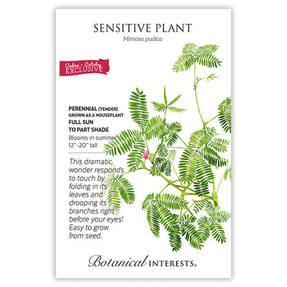 Sensitive Plant Product Image
