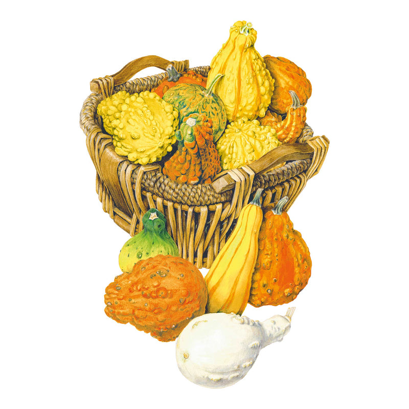 Gourdgeous Blend Gourd Seeds