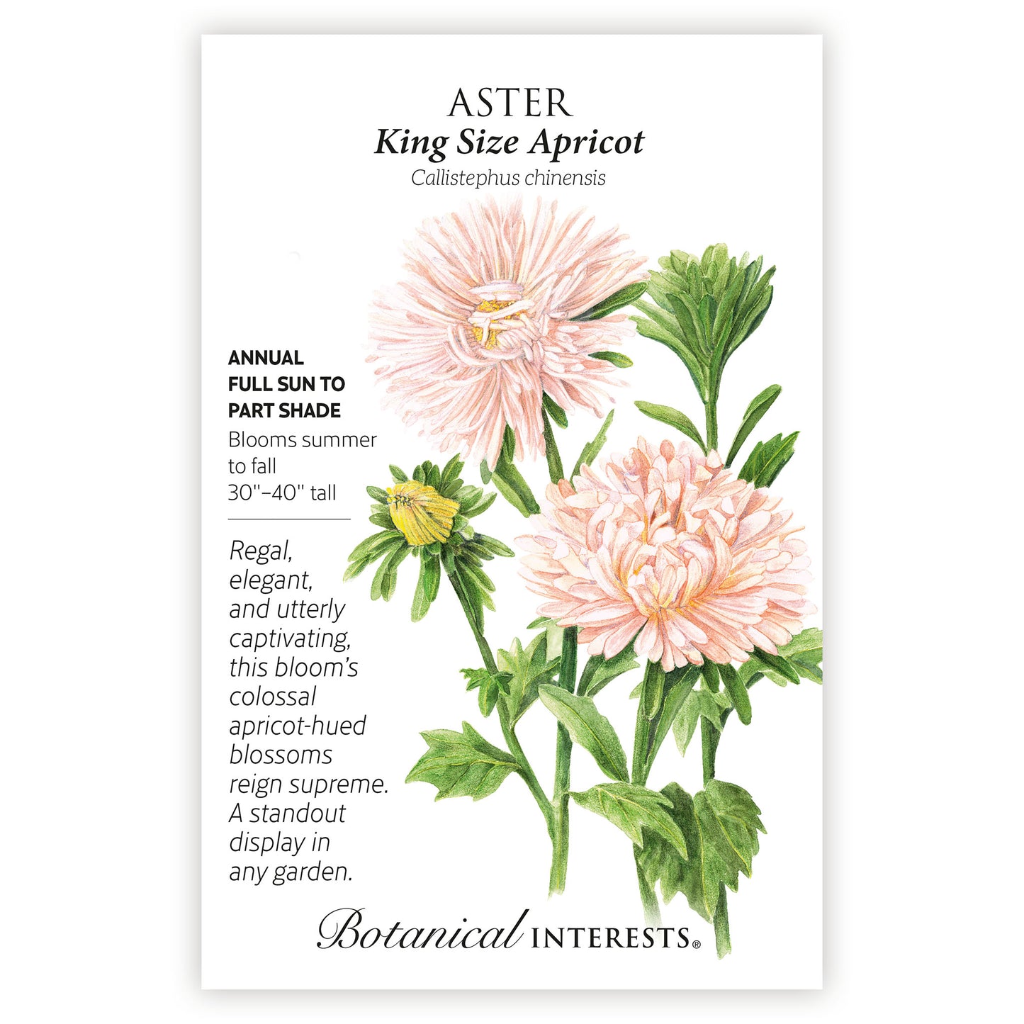 King Size Apricot Aster Seeds