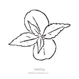 Tom Thumb Blend Balsam Seeds