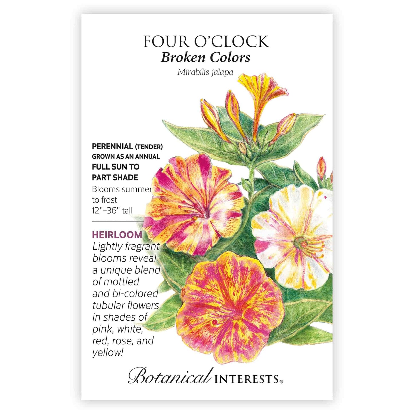 four o'clock flower seeds Botanical Interests Broken Colors Four o'Clock Seeds