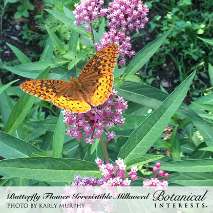 butterfly flower seeds Botanical Interests Milkweed Butterfly Flower Irresistible Blend