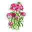 Sweet Rose Magic Sweet William Seeds