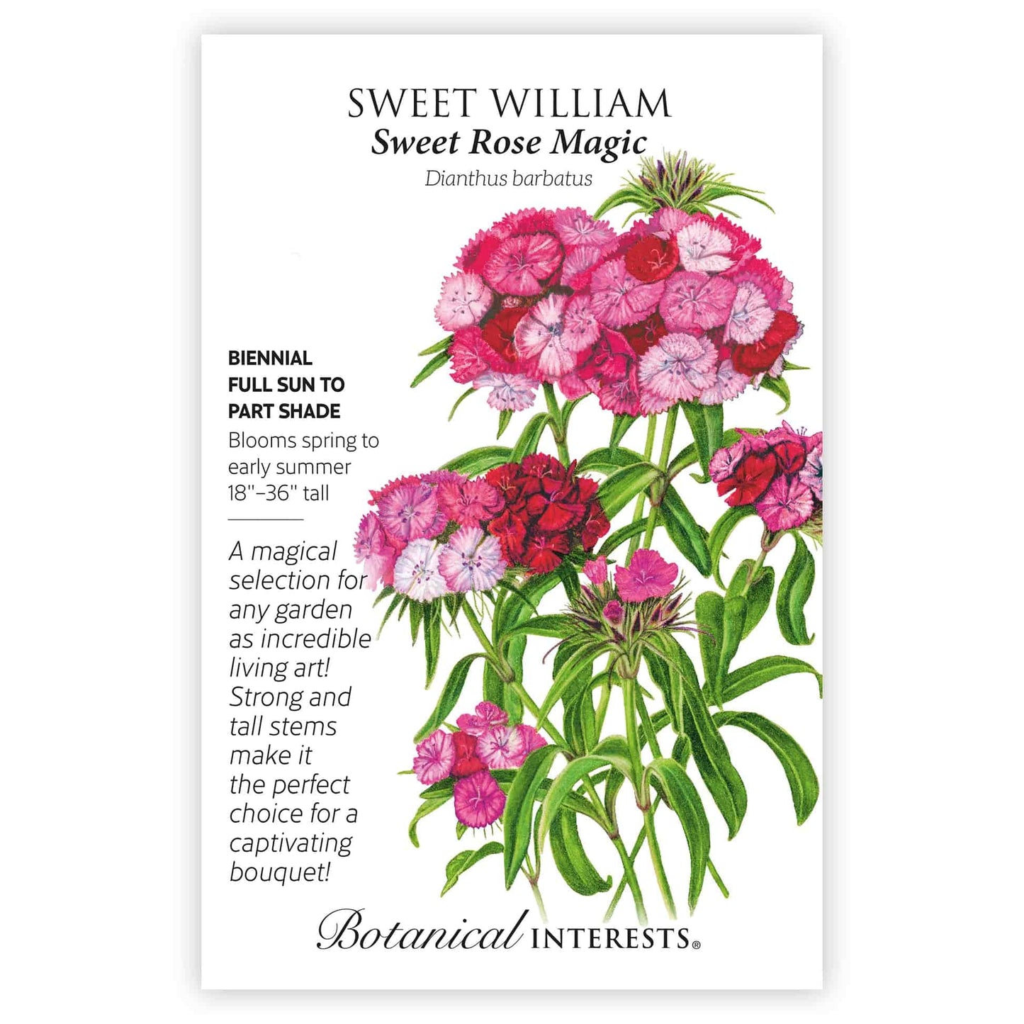 Sweet Rose Magic Sweet William Seeds