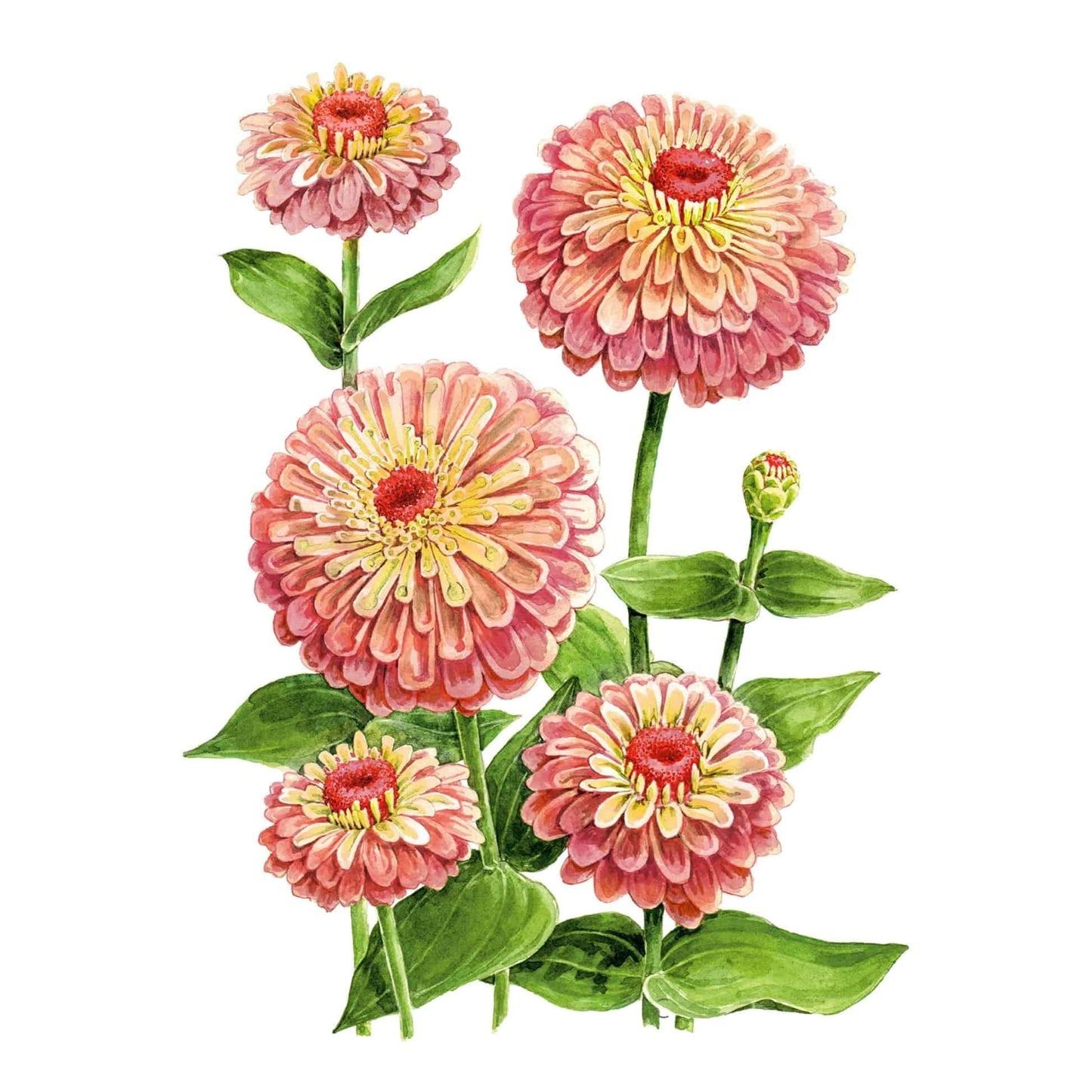 Queeny Lime Red Zinnia Seeds