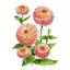 Queeny Lime Red Zinnia Seeds