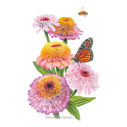 Zinderella Pastels Blend Zinnia Seeds