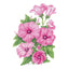 Pink Rose Mallow Seeds