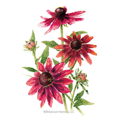 Cherry Brandy Black-Eyed Susan Seeds