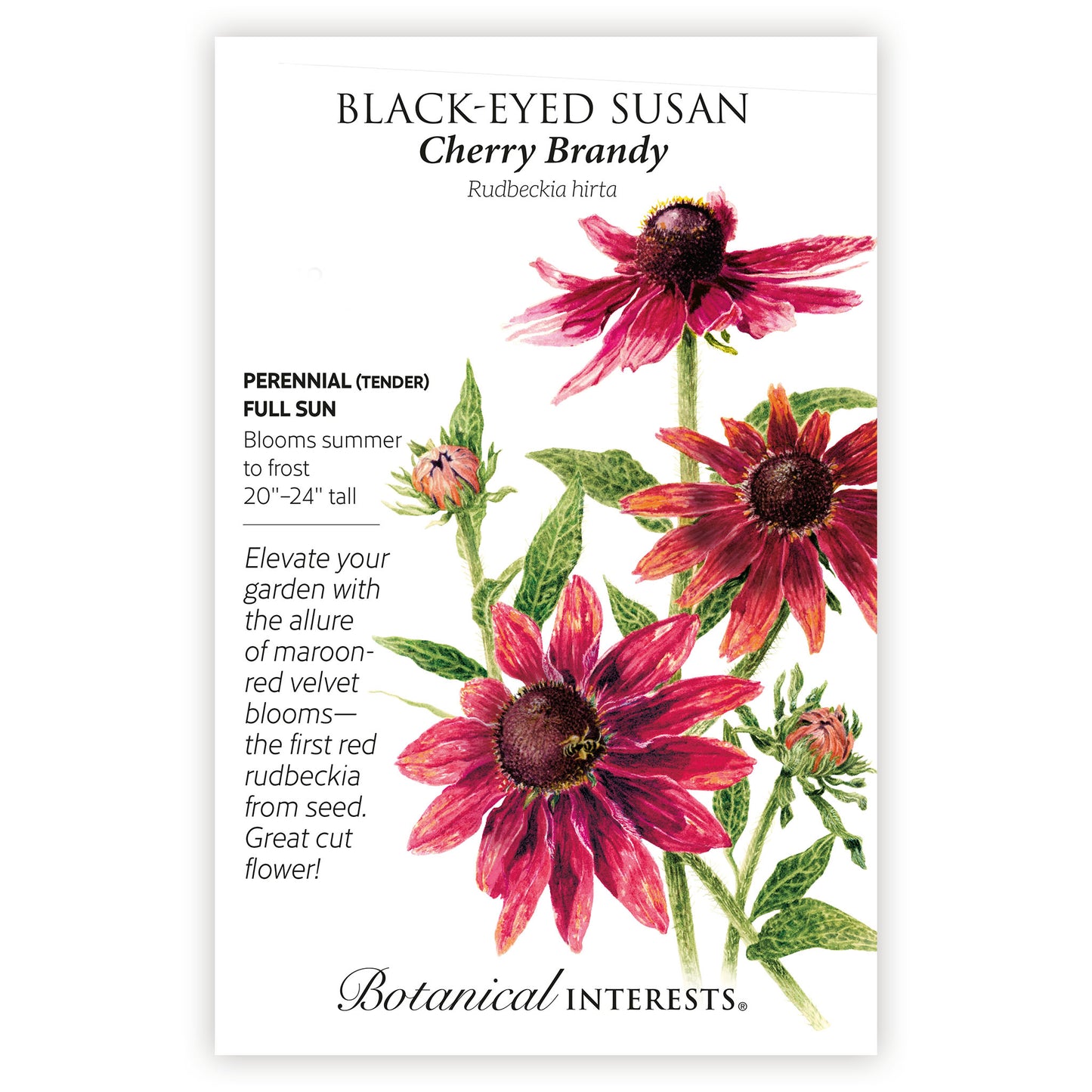 Cherry Brandy Black-Eyed Susan Seeds