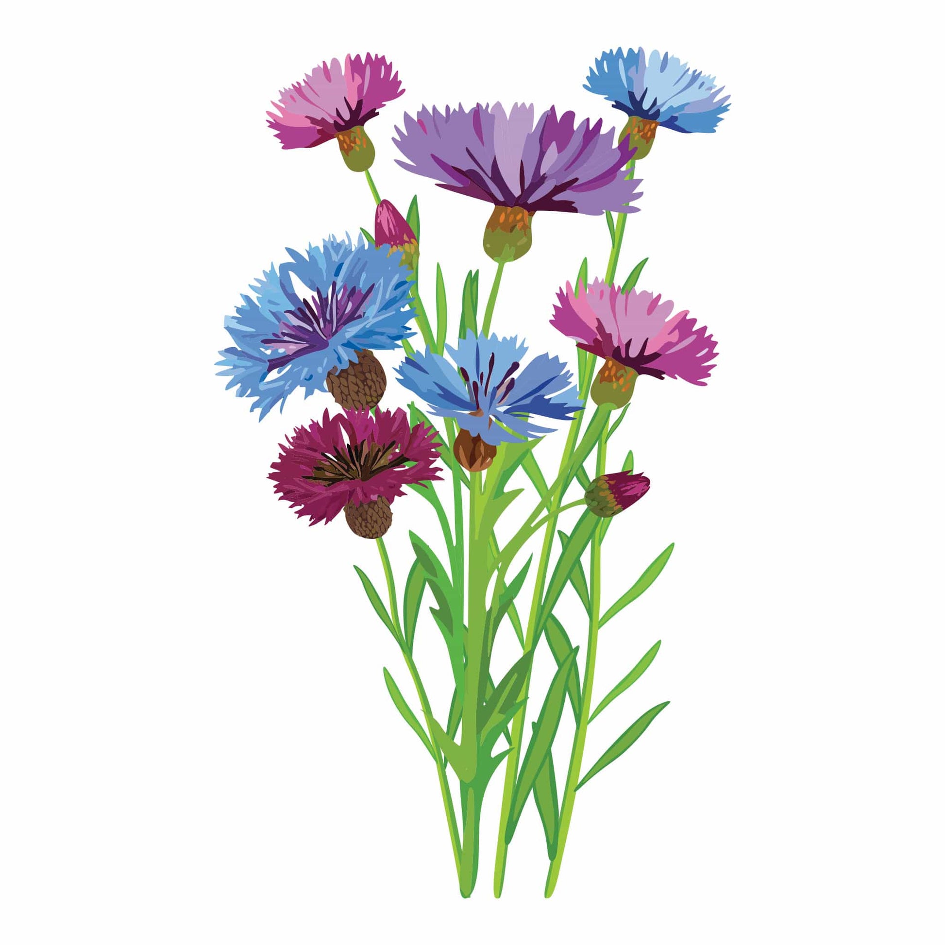 bored button plant a seed Polka Dot Mix Bachelor's Button | Flower Seeds | Heirloom Flower Seeds | Epic Gardening