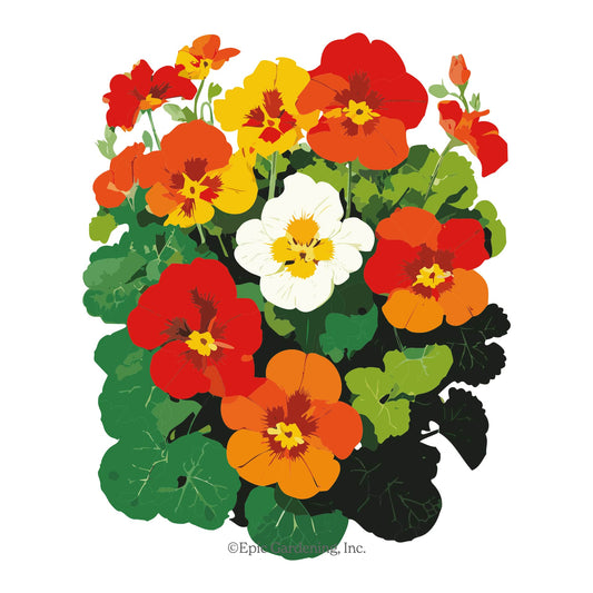 Tip Top Mix Nasturtium