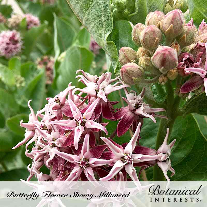 butterfly flower seed Showy Milkweed/Butterfly Flower Seeds – Epic Gardening