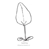 Alan's Pride Echinacea Seeds