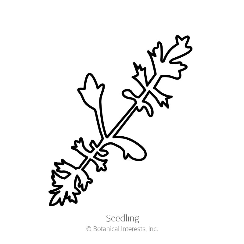 Colorado Blend Yarrow Seeds