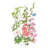 Rosy Cheek to Cheek Clarkia Seeds