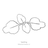 Rosy Cheek to Cheek Clarkia Seeds