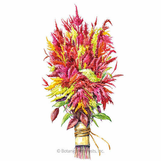 Pampas Plume Tall Blend Celosia Seeds