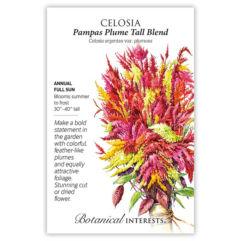 Pampas Plume Tall Blend Celosia Seeds