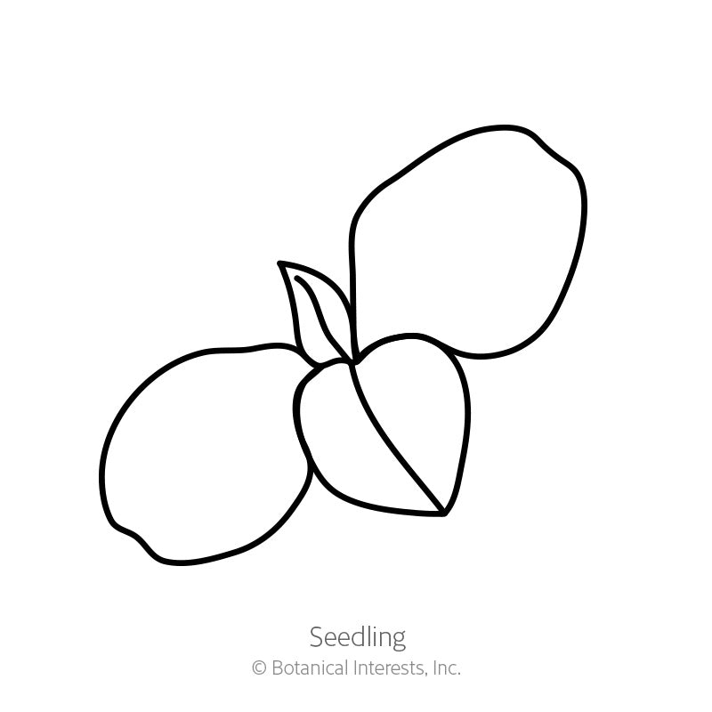 Purple Tear Honeywort Seeds