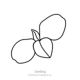 Purple Tear Honeywort Seeds