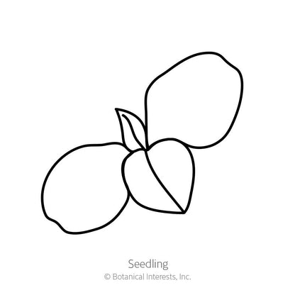 Purple Tear Honeywort Seeds