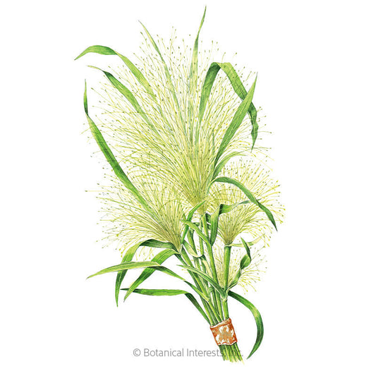 Frosted Explosion Grass Seeds Product Image