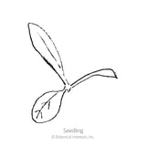 QIS Fiery Sunrise Blend Gomphrena Seeds