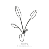 Plains Coreopsis Seeds