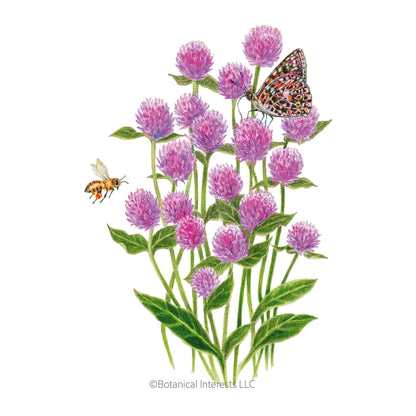 Lavender Lady Gomphrena Seeds