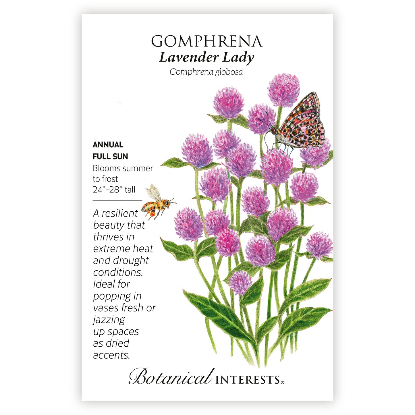Lavender Lady Gomphrena Seeds