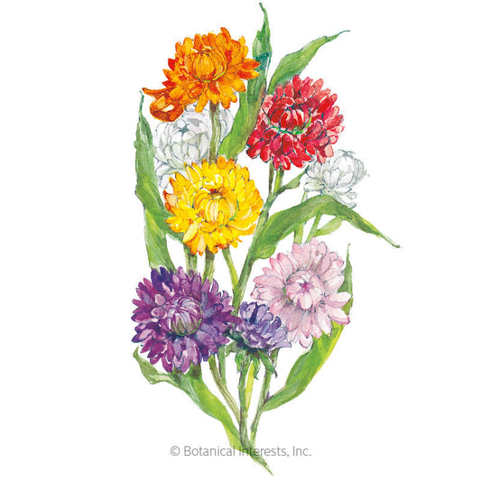 Swiss Giants Blend Strawflower Seeds Product Image
