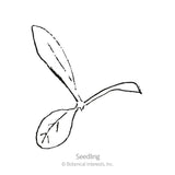 Swiss Giants Blend Strawflower Seeds