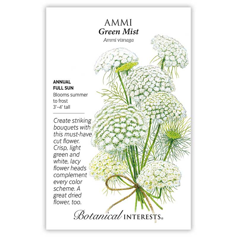 middlemist flower seeds Green Mist Ammi Seeds
